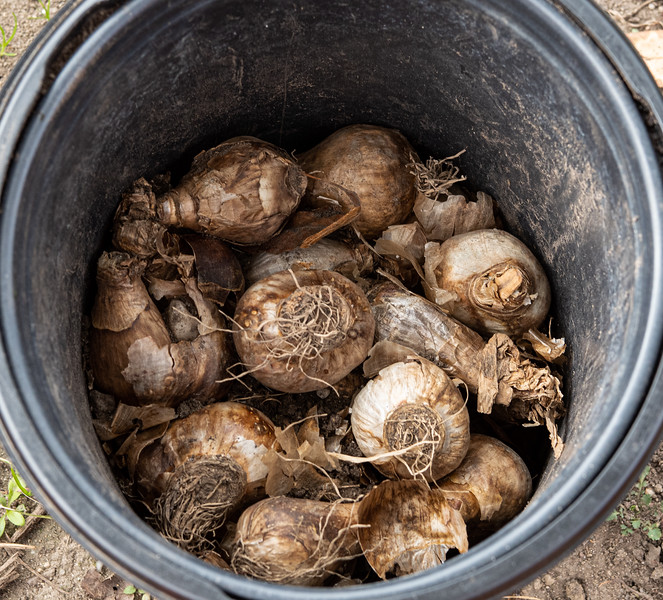 Matt 08 daffodil bulbs in pot