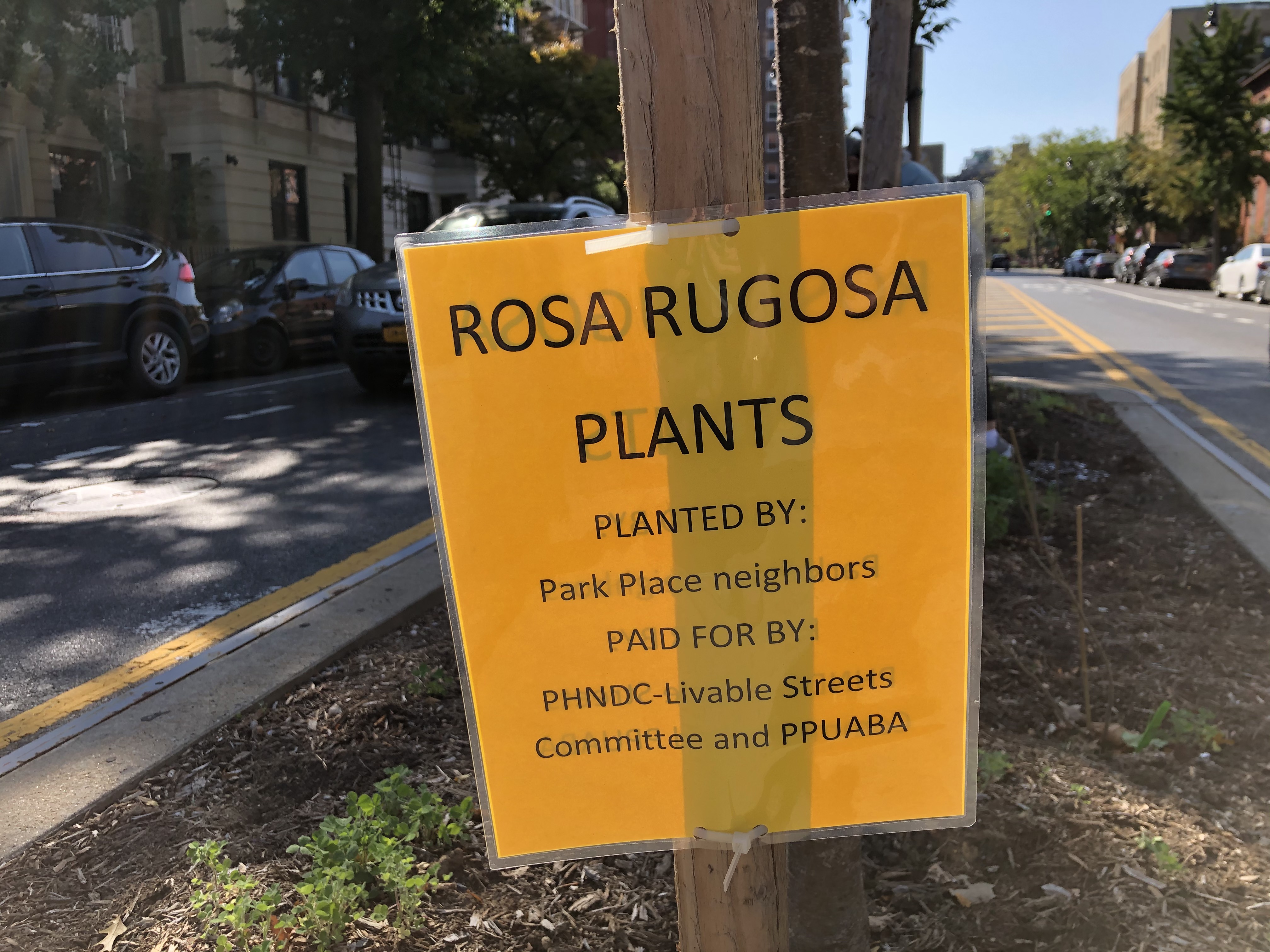 Medians - 4 Rosa Rugosa sign