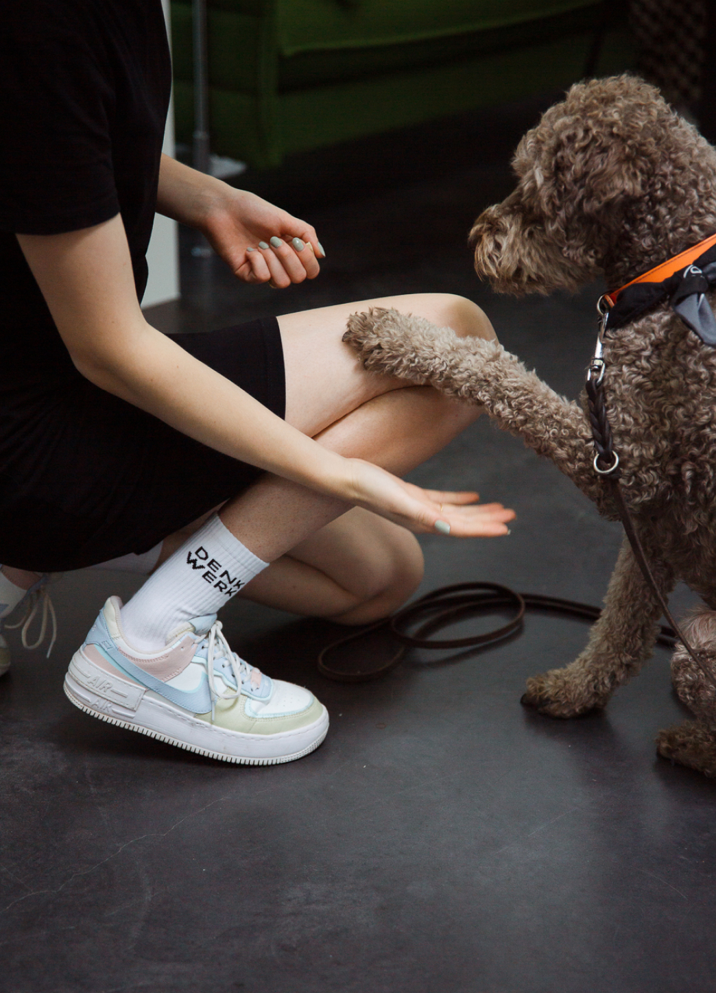 Tiere - wie hier Hund Anton - sind im denkwerk willkommen. Auch deshalb sind wir ein Great Place to Work