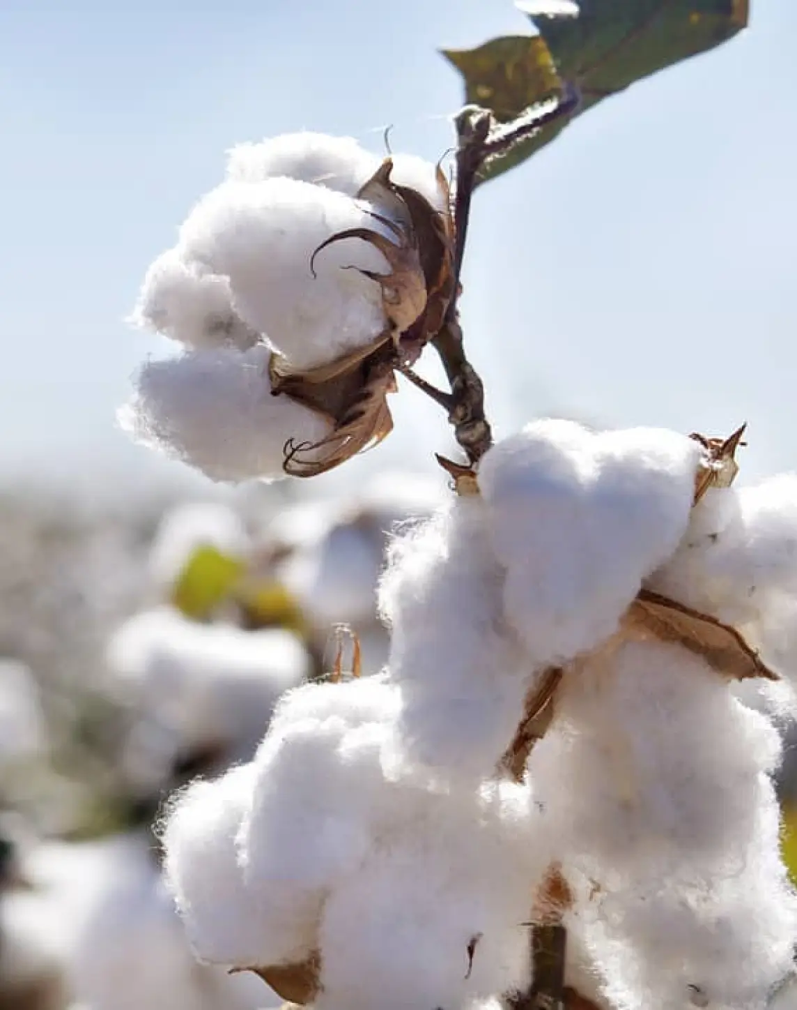 Der natürliche Werkstoff Baumwolle - wichtiger Bestandteil aller BP Produkte