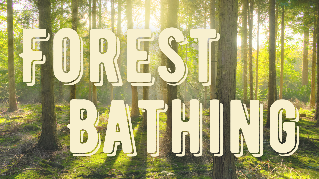 Picture - Forest Bathing