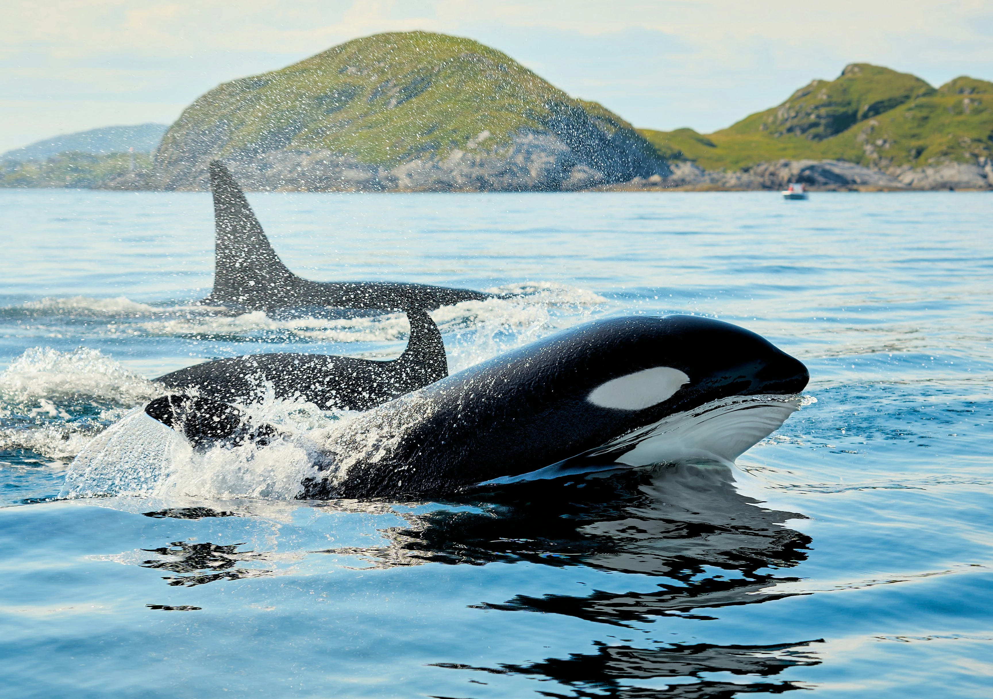 Close Encounter with Killer Whales in Arctic Norway