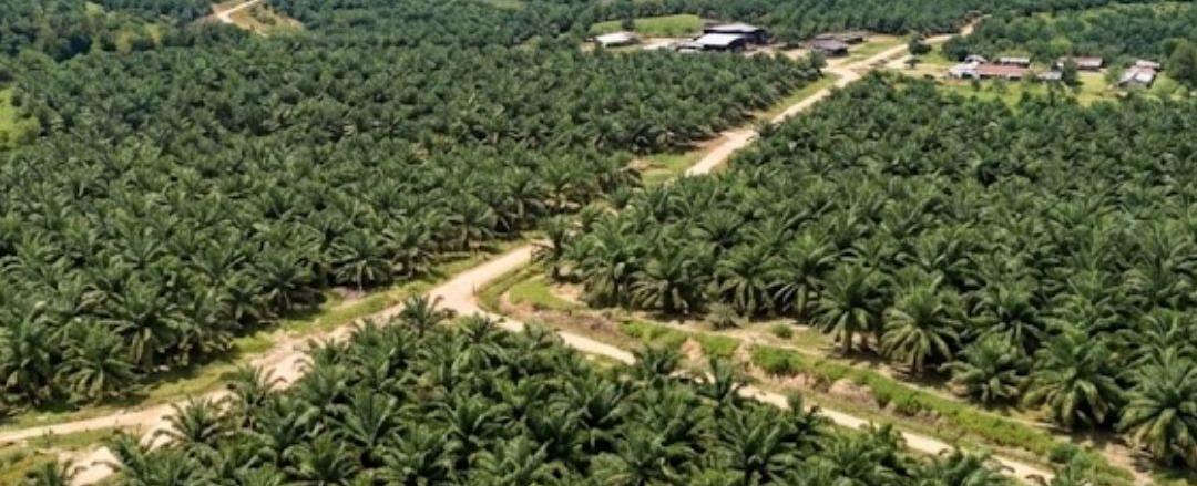 Menkeu Terbitkan PMK 9/2026, Ubah Tarif Pungutan Ekspor Kelapa Sawit dan Turunannya