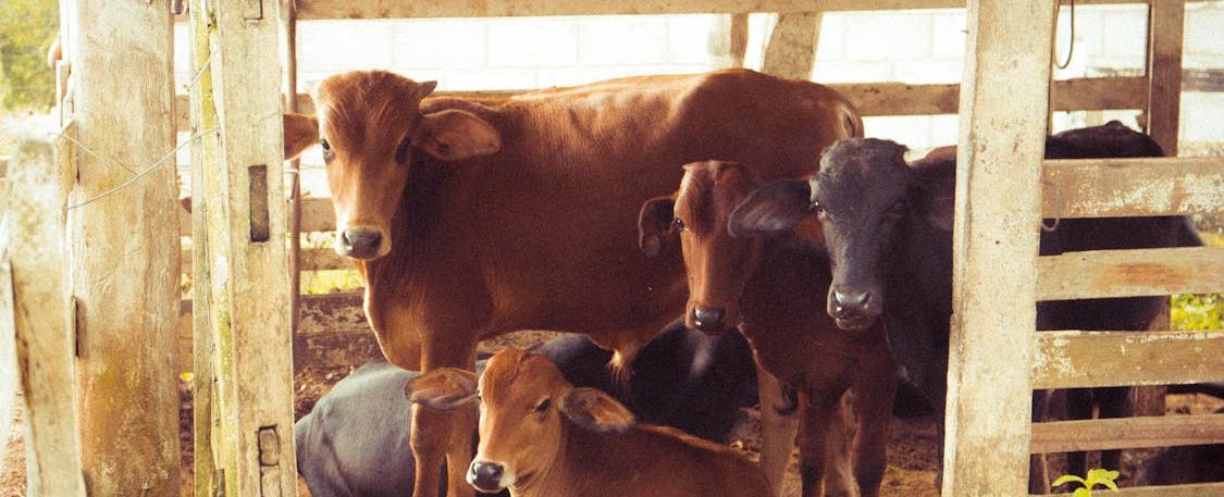 Aturan Terbaru PMK 85 Tahun 2025 Terbit, Standar Akuntansi Agrikultur Pemerintah Berlaku Mulai 2027