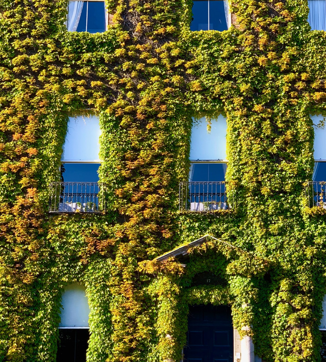 Image of ivy covered building in Dublin