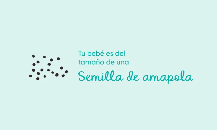 Embarazada de 4 semanas Síntomas y sugerencias Tu bebé es del tamaño de una semilla de amapola