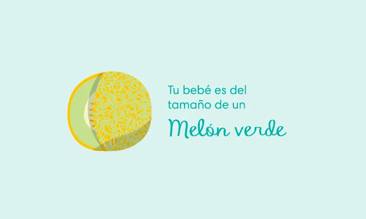 Tu bebé es del tamaño de un melón verde