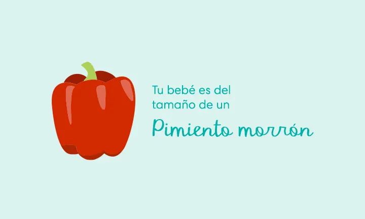 Tu bebé es del tamaño de un pimiento morrón