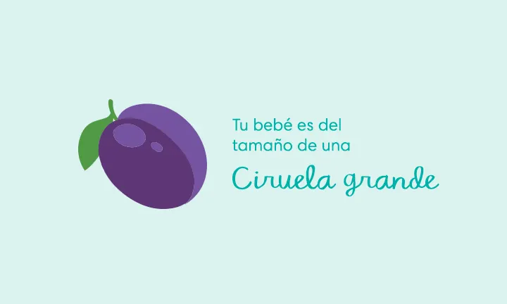 Tu bebé es del tamaño de una ciruela grande