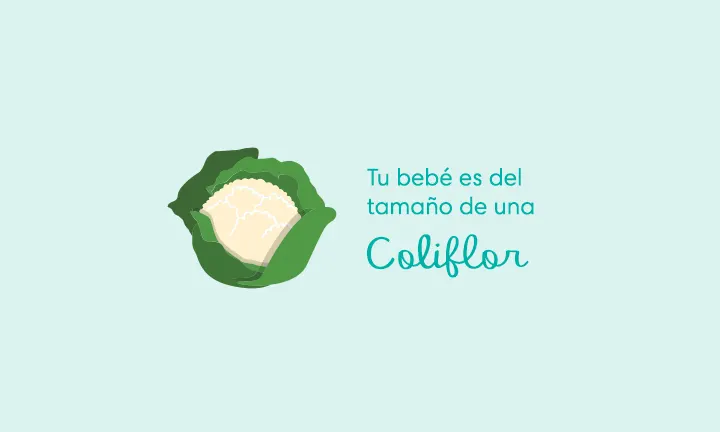 Tu bebé es del tamaño de una coliflor