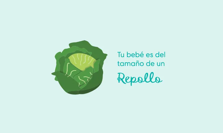 Tu bebé es del tamaño de un repollo