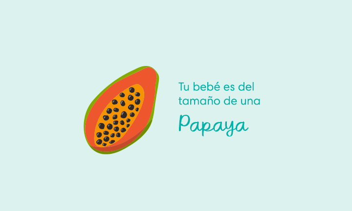 Tu bebé es del tamaño de una papaya