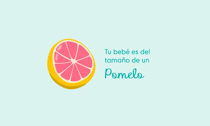 Tu bebé es del tamaño de un pomelo