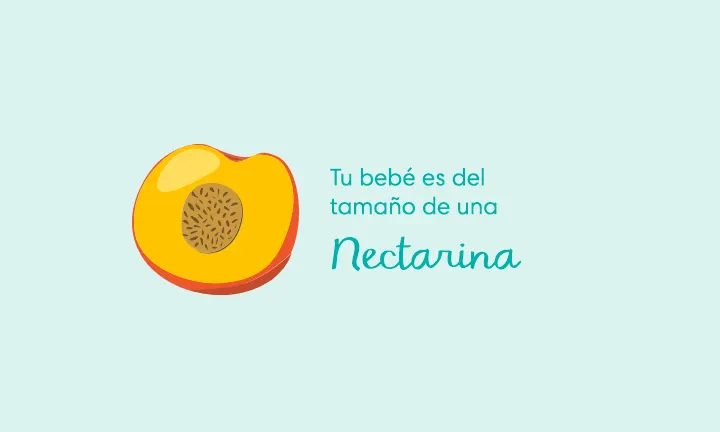 Tu bebé es del tamaño de una nectarina