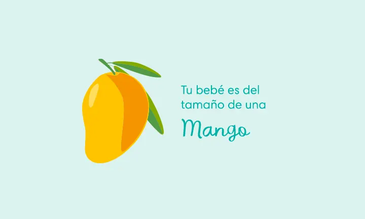 Tu bebé es del tamaño de un mango