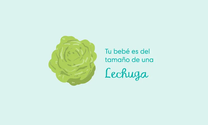 Tu bebé es del tamaño de una lechuga