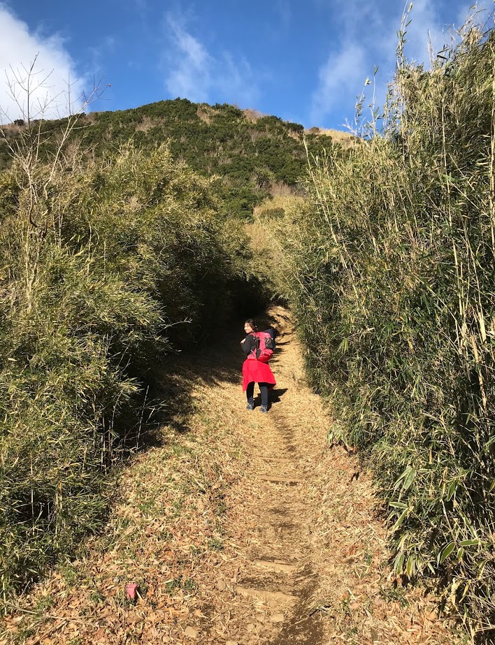 Rặng trúc trên đường lên Kintoki