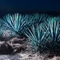 Astral Agave Night
