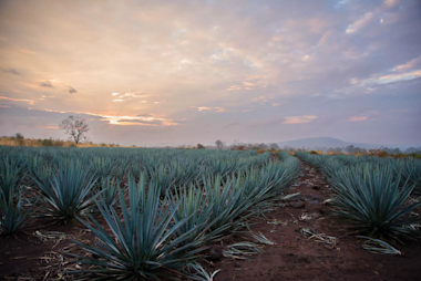 Don Julio Brand Passion Photoshoot ODF1198