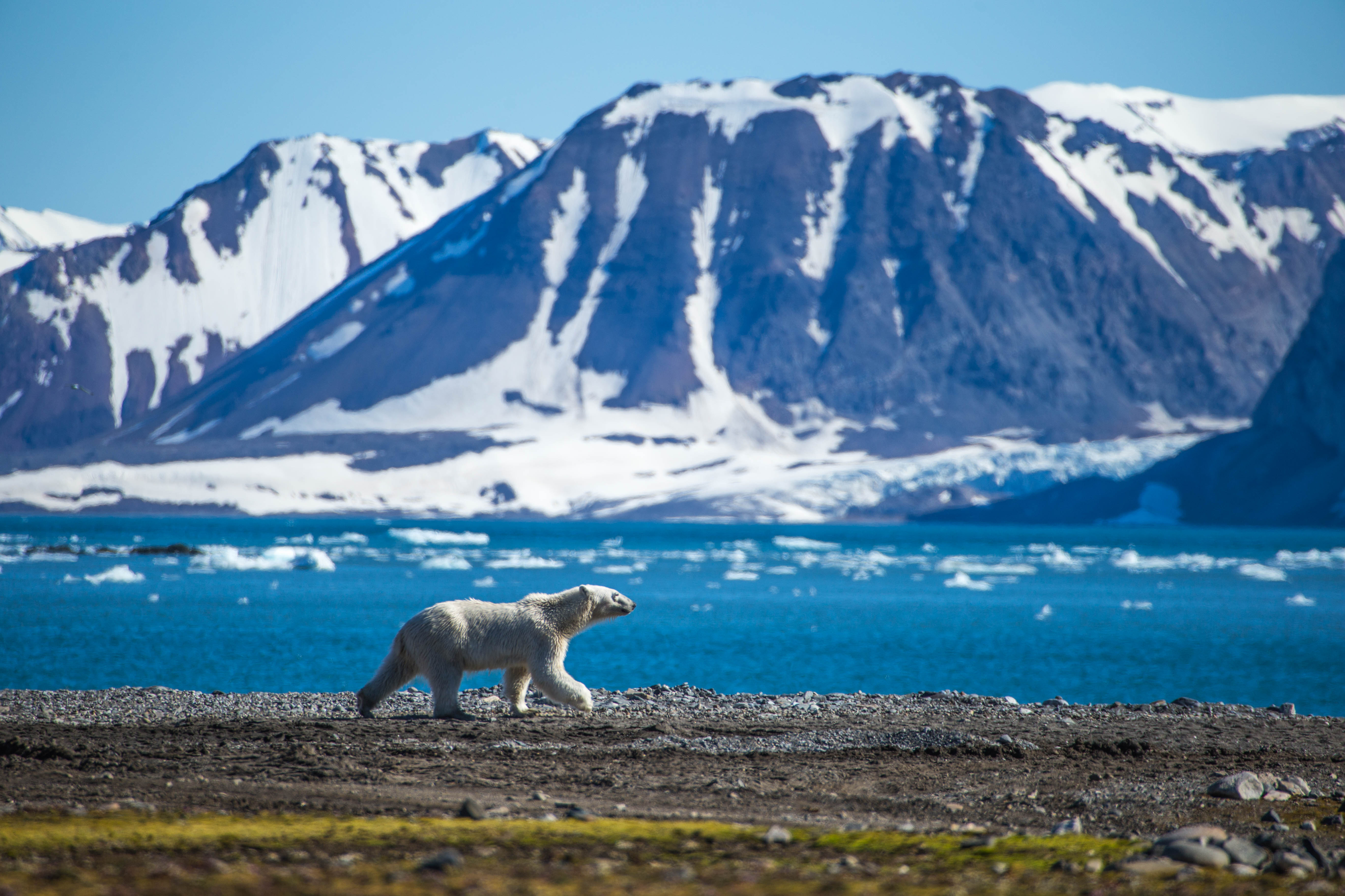 shutterstock Kris Grabiec Svalbard Polar Bear on land