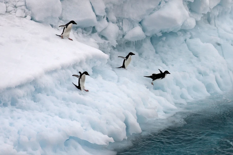 Hurtigruten Antarctica Sound, Steve Bradley - Guest image  