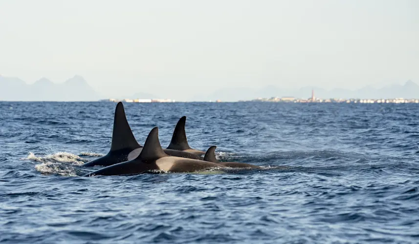 Whale Safari 