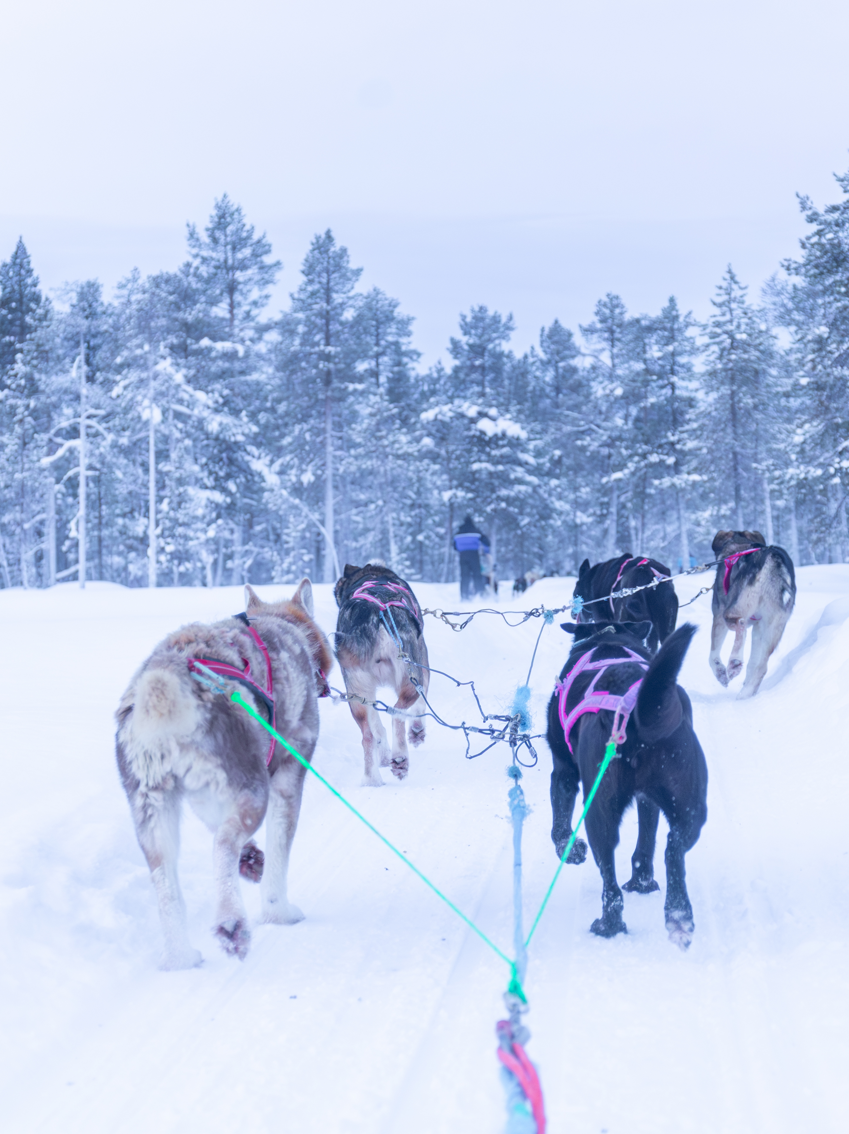 Finland husky activity by Lari Laasjarvi