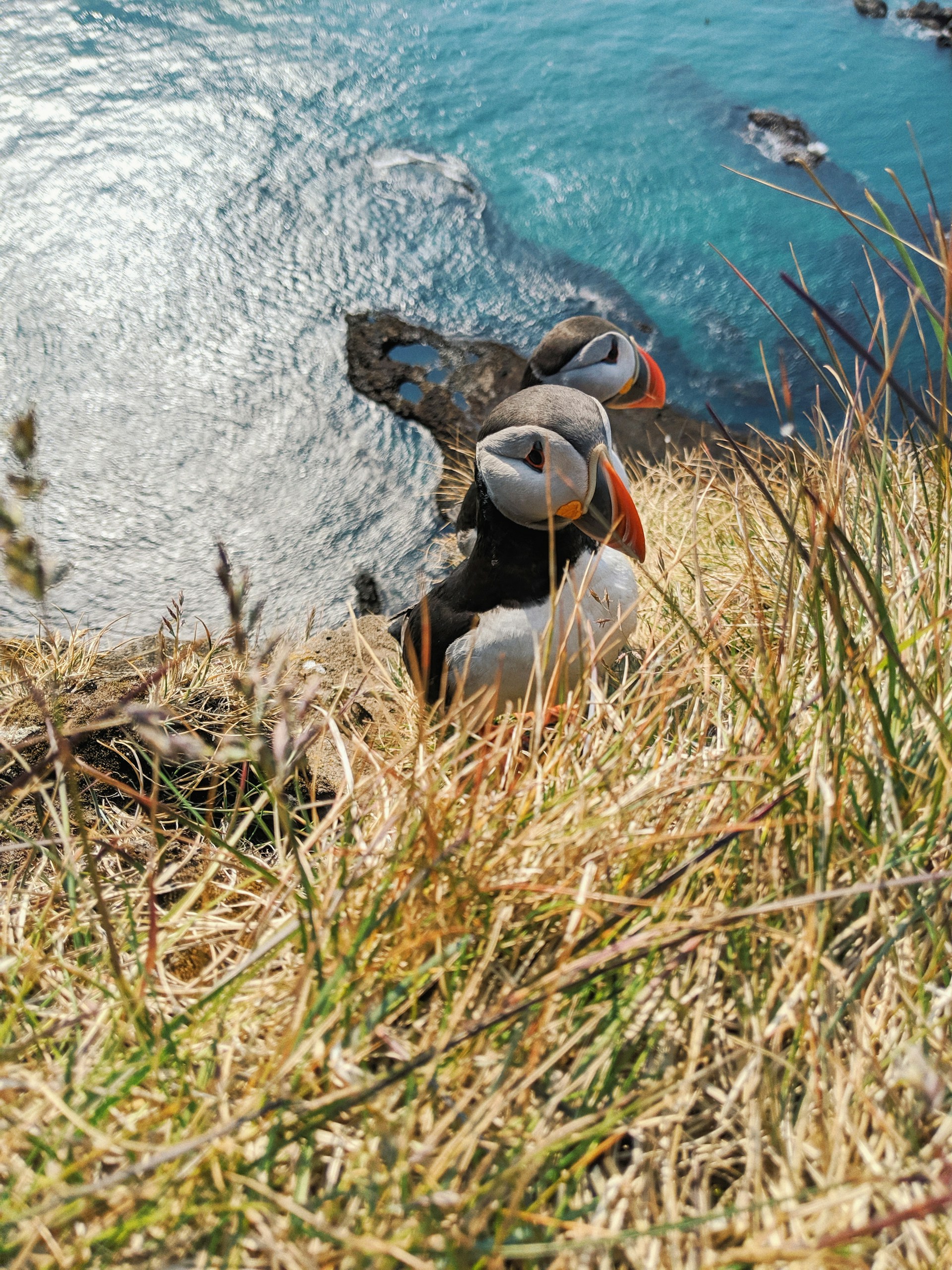 Puffins at Látrabjarg, Europe's largest bird cliff and Iceland's westernmost point