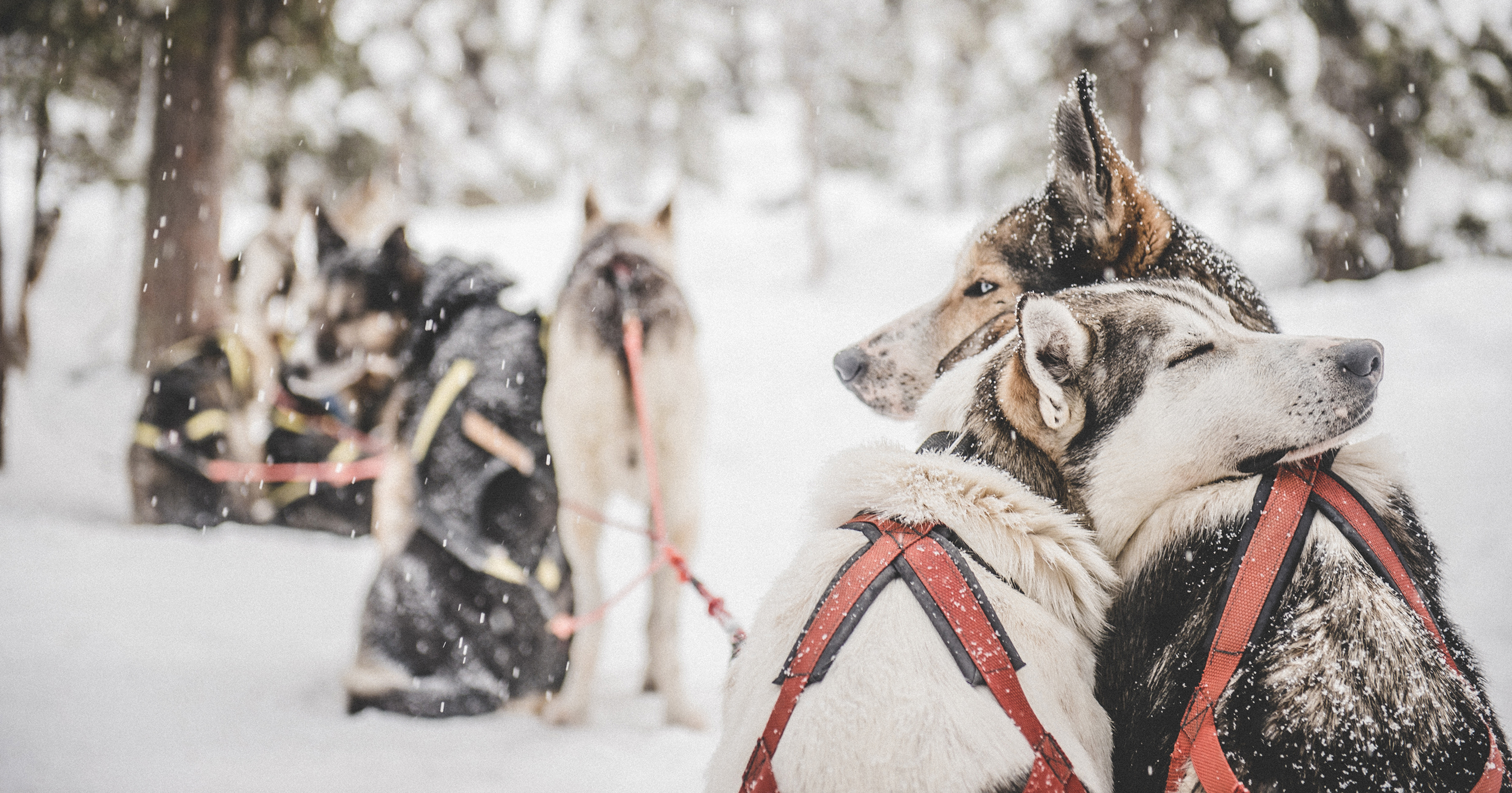 Banner-huskies-winter-Sweden jukkasjarvi team of huskies-6504-credit Asaf Kliger imagebank.sweden.se
