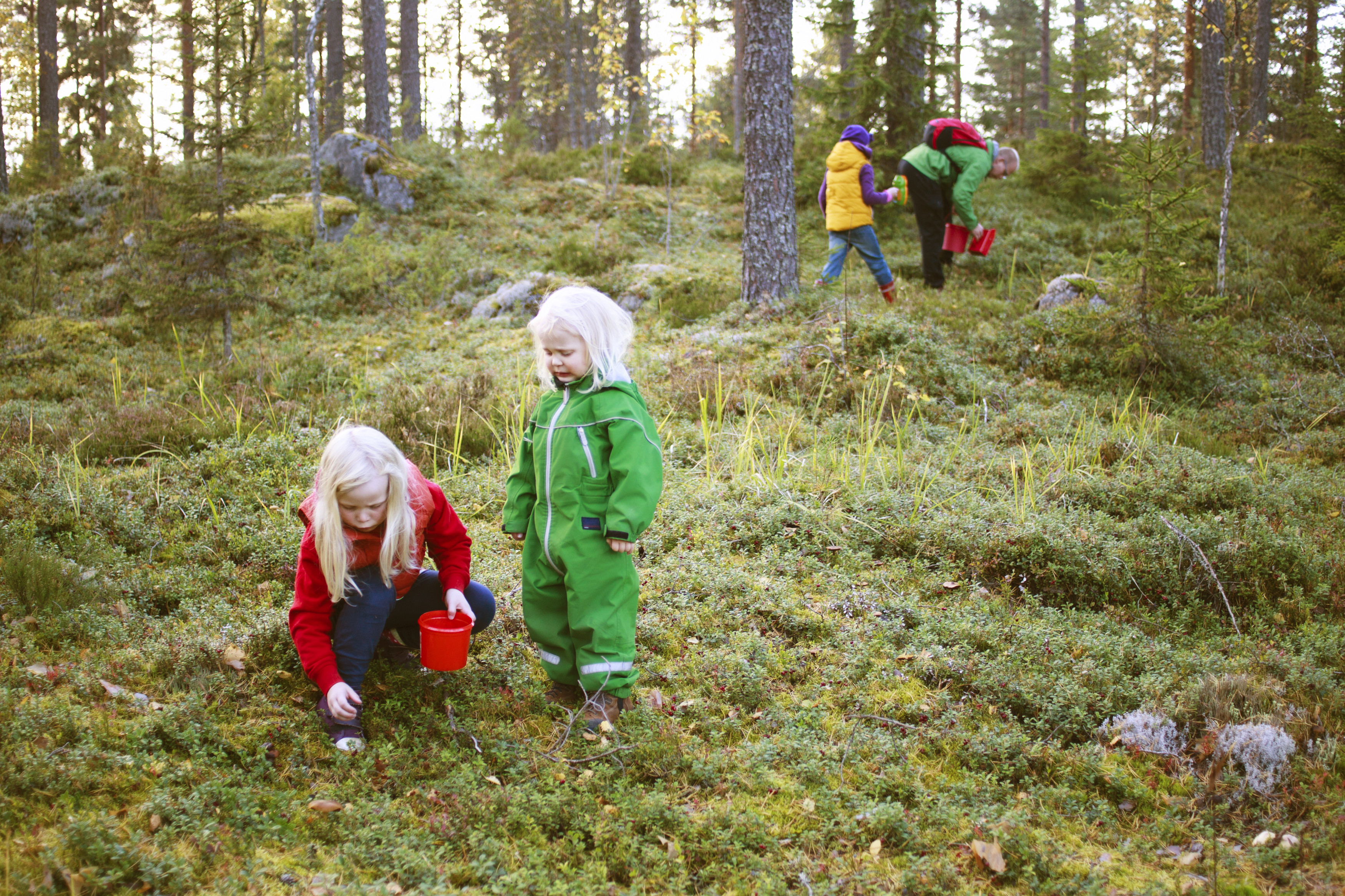 kristiina kontoniemi-picking berries-3121