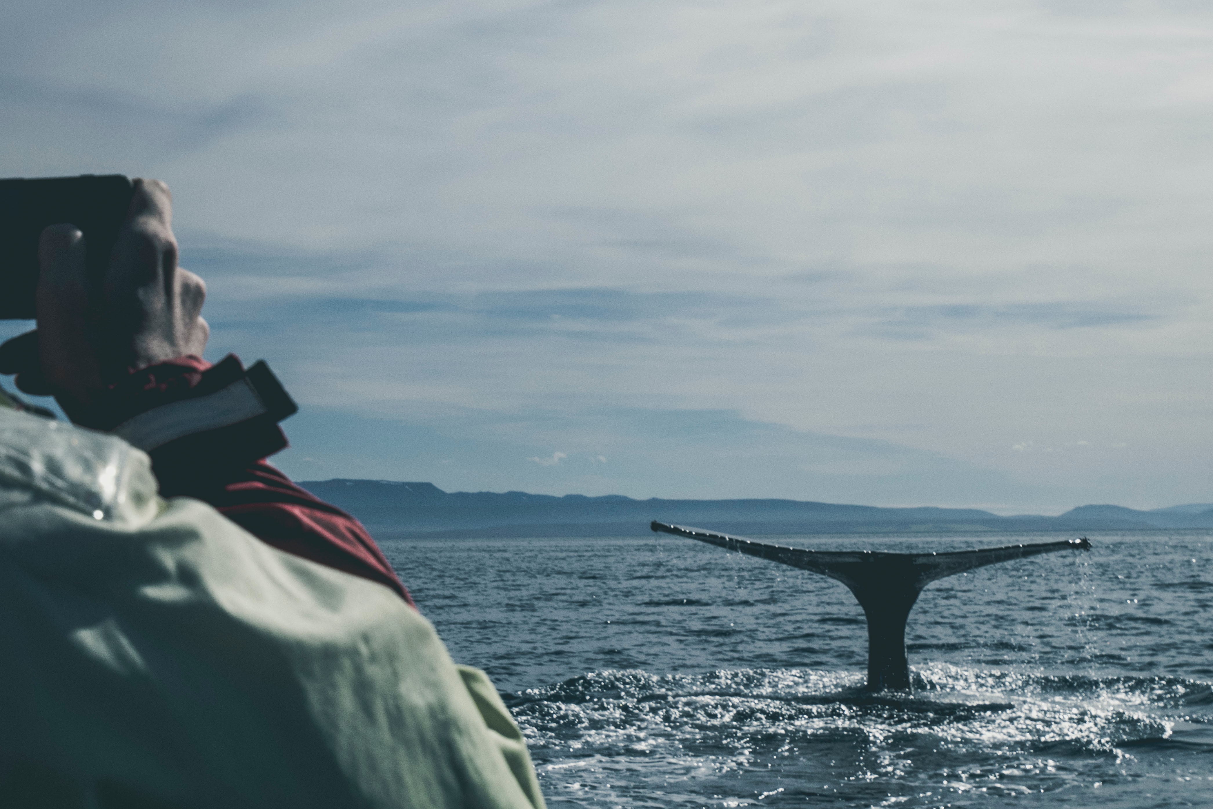 Iceland Whales Unsplash 