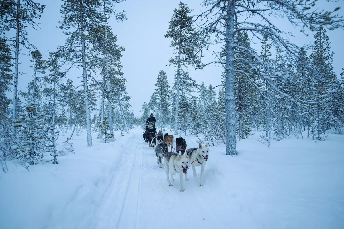 ICEHOTEL - Dogsledding 