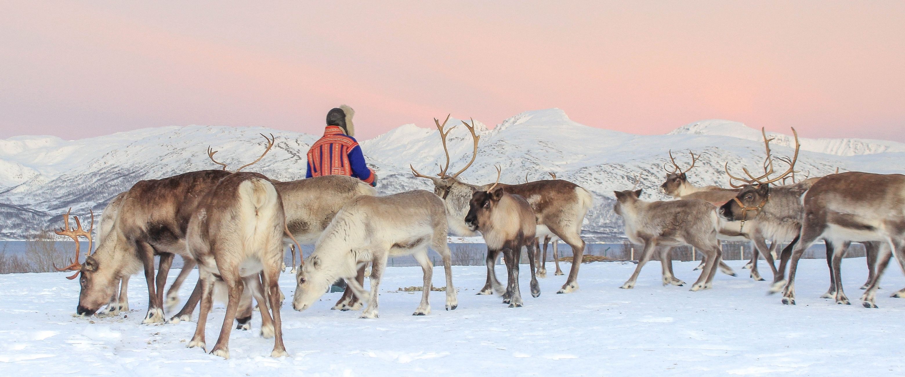 Website banner - Sami Norway Tromsø - Sami at the reindeer camp - Piia Oskal - Tromsø Arctic Reindeer