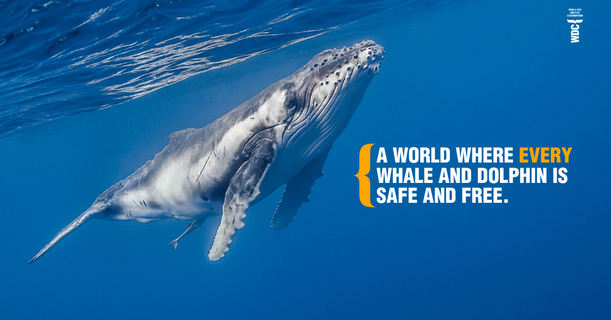 Whale and Dolphin Conservation