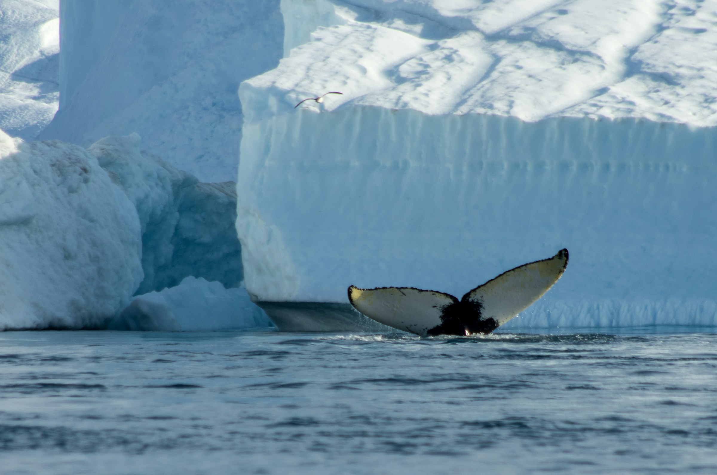 Greenland-Humpback whale tail-Disko Bay at Ilulissat-unsplash