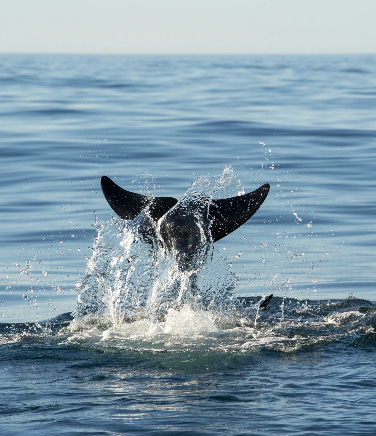 Whale Safari 