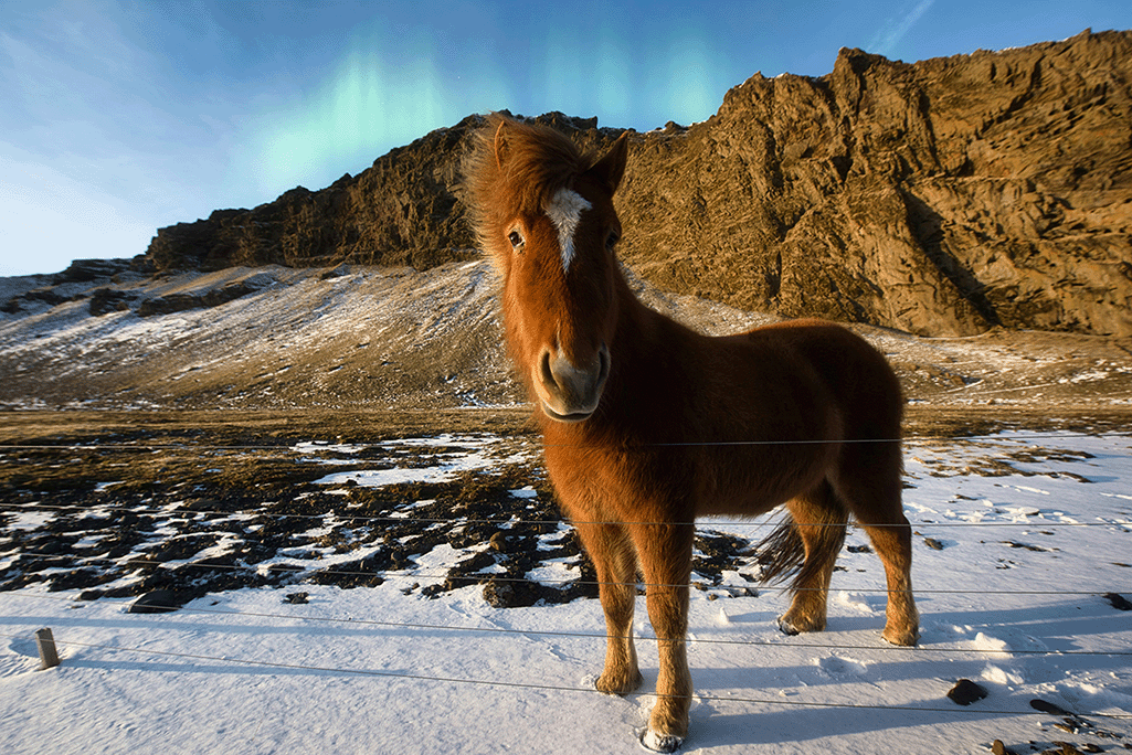 Iceland-winter-icelandic-horse-northern-lights