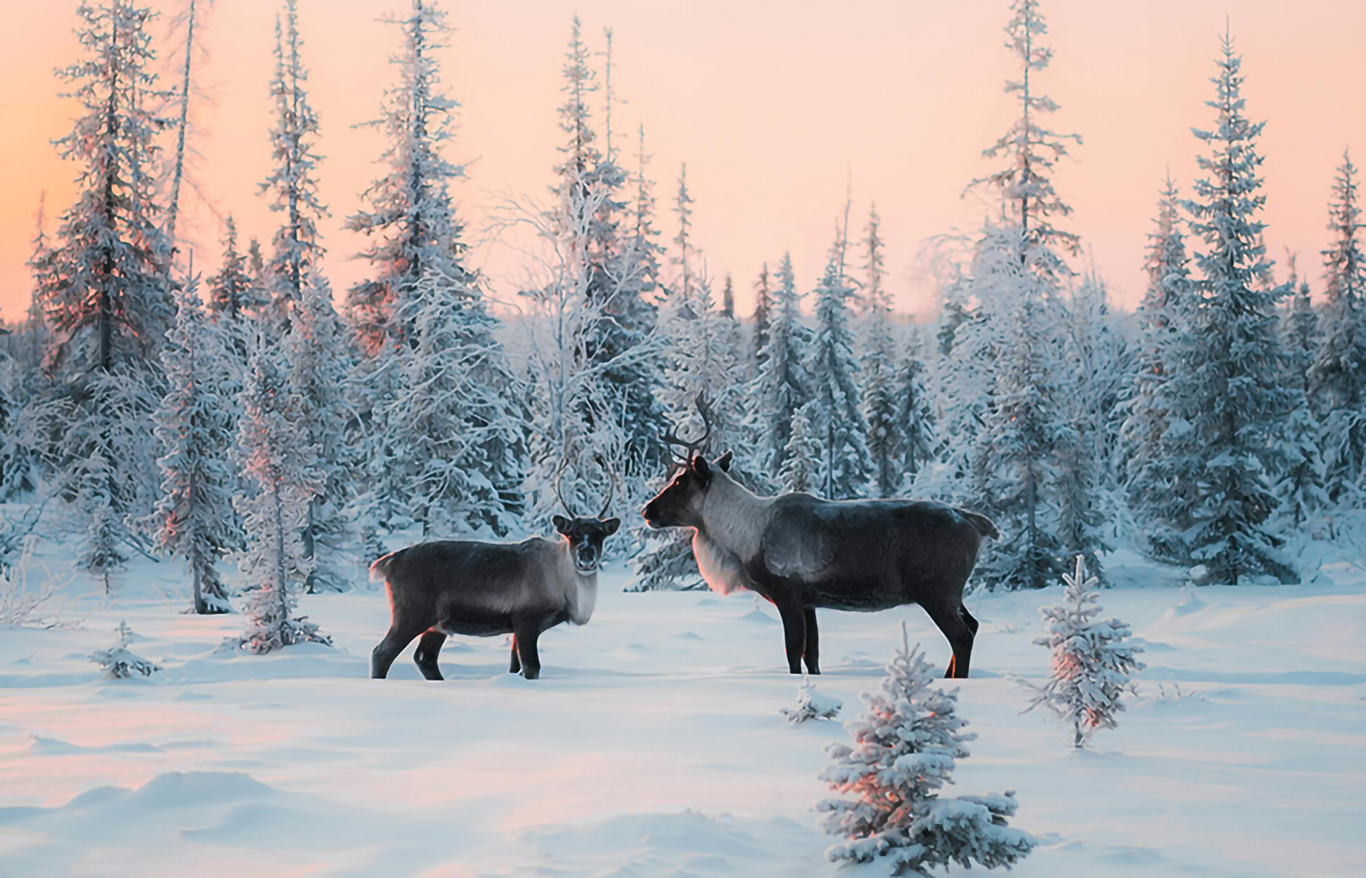 Reindeer-in-winter-landscape-pink-sky-pexels-yuraforrat-10430889