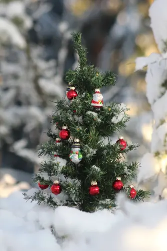 Christmas Tree in Finland 