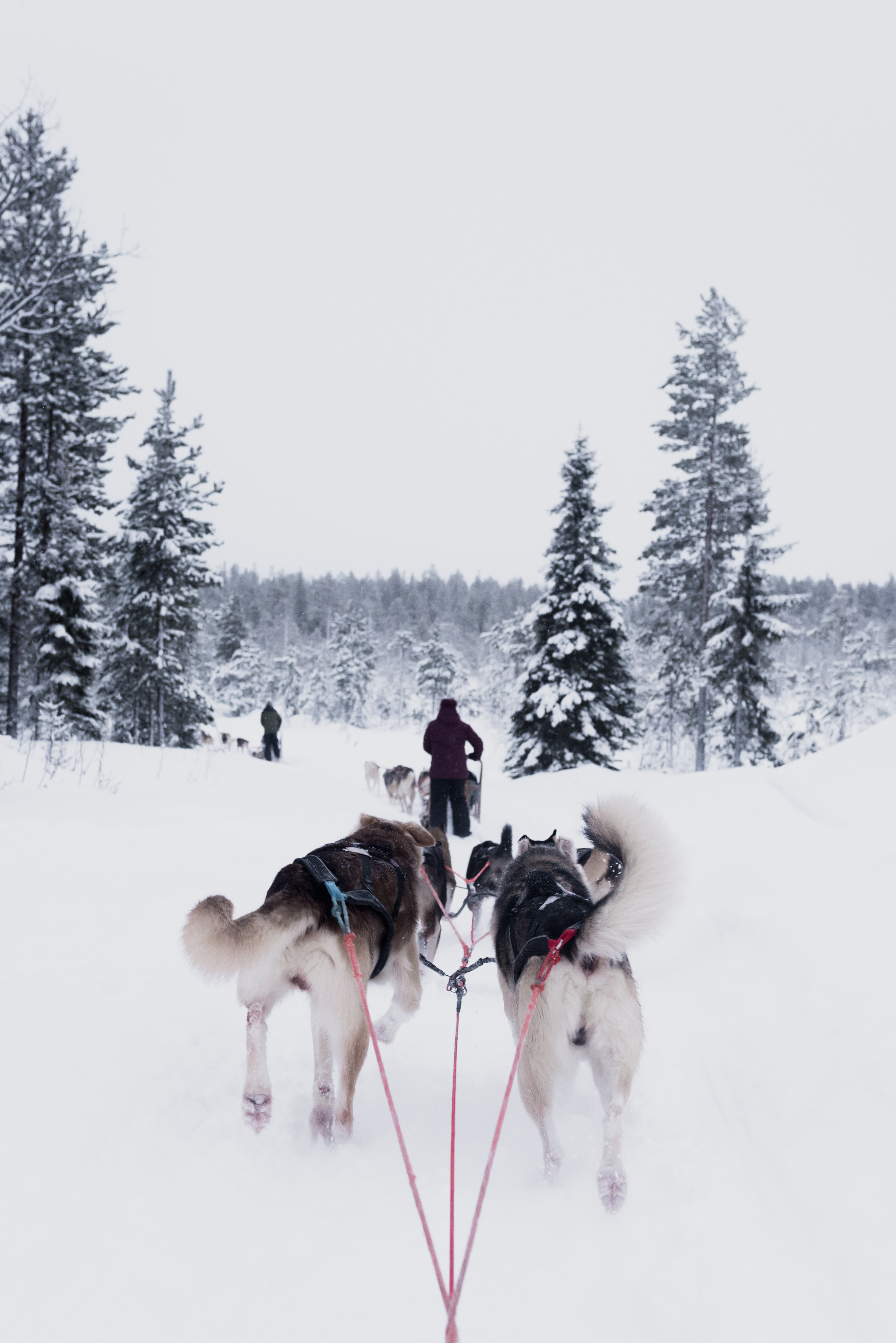 Finland Dogsledding