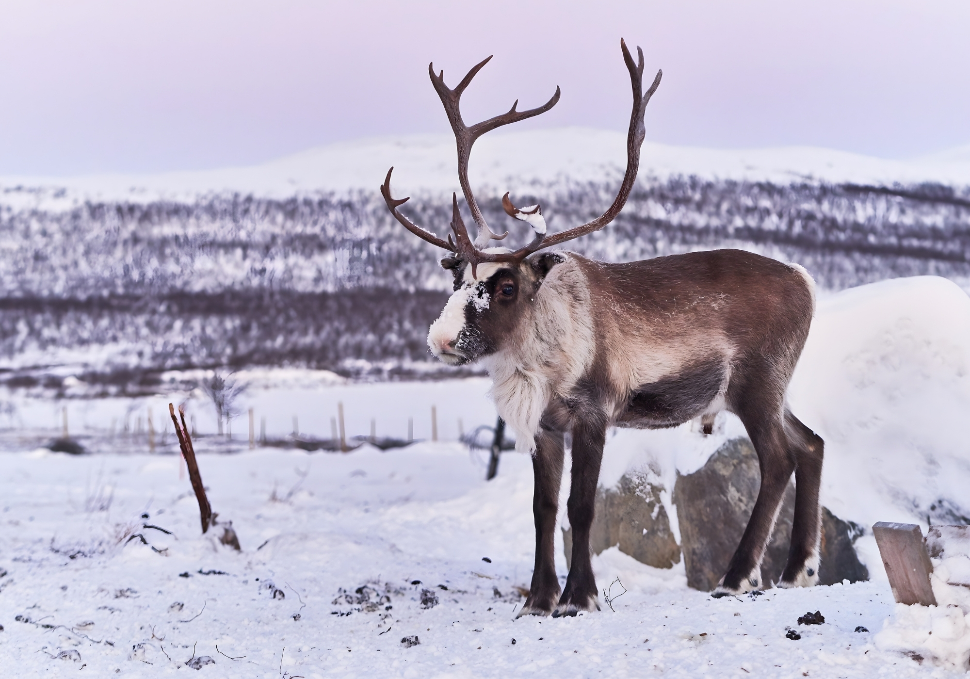 Reindeer Ranch - Arctic Land Adventure (4)