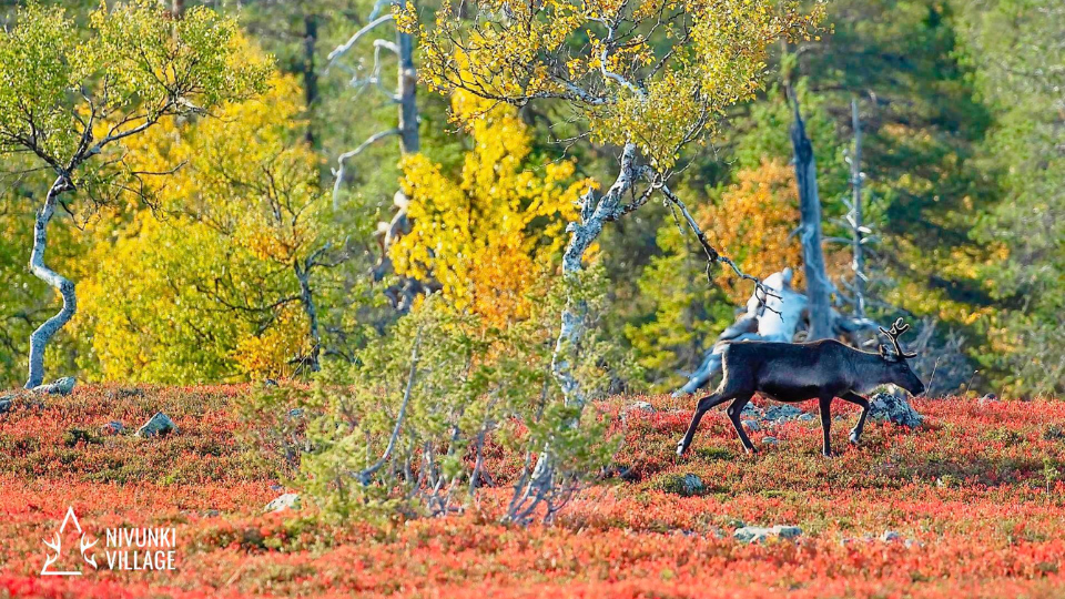 Website - Nivunki Village autumn - Oct