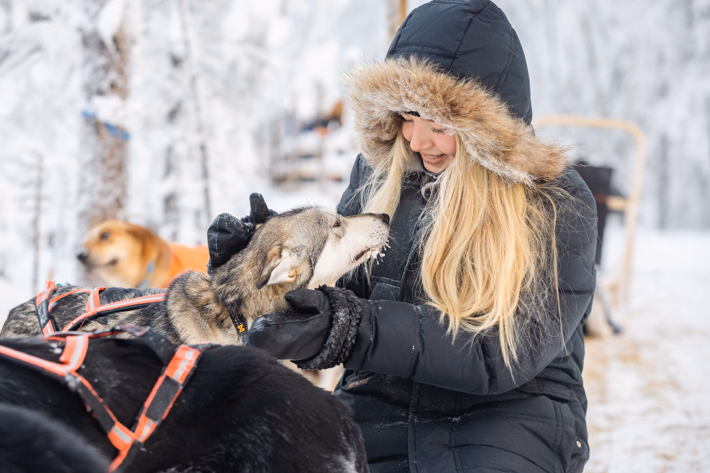 Huskies in Vaattunki