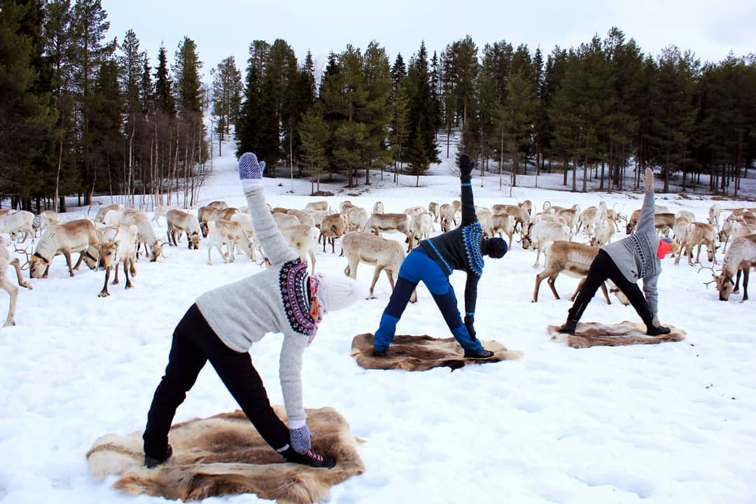Reindeer Yoga at Kujala Reindeer Farm