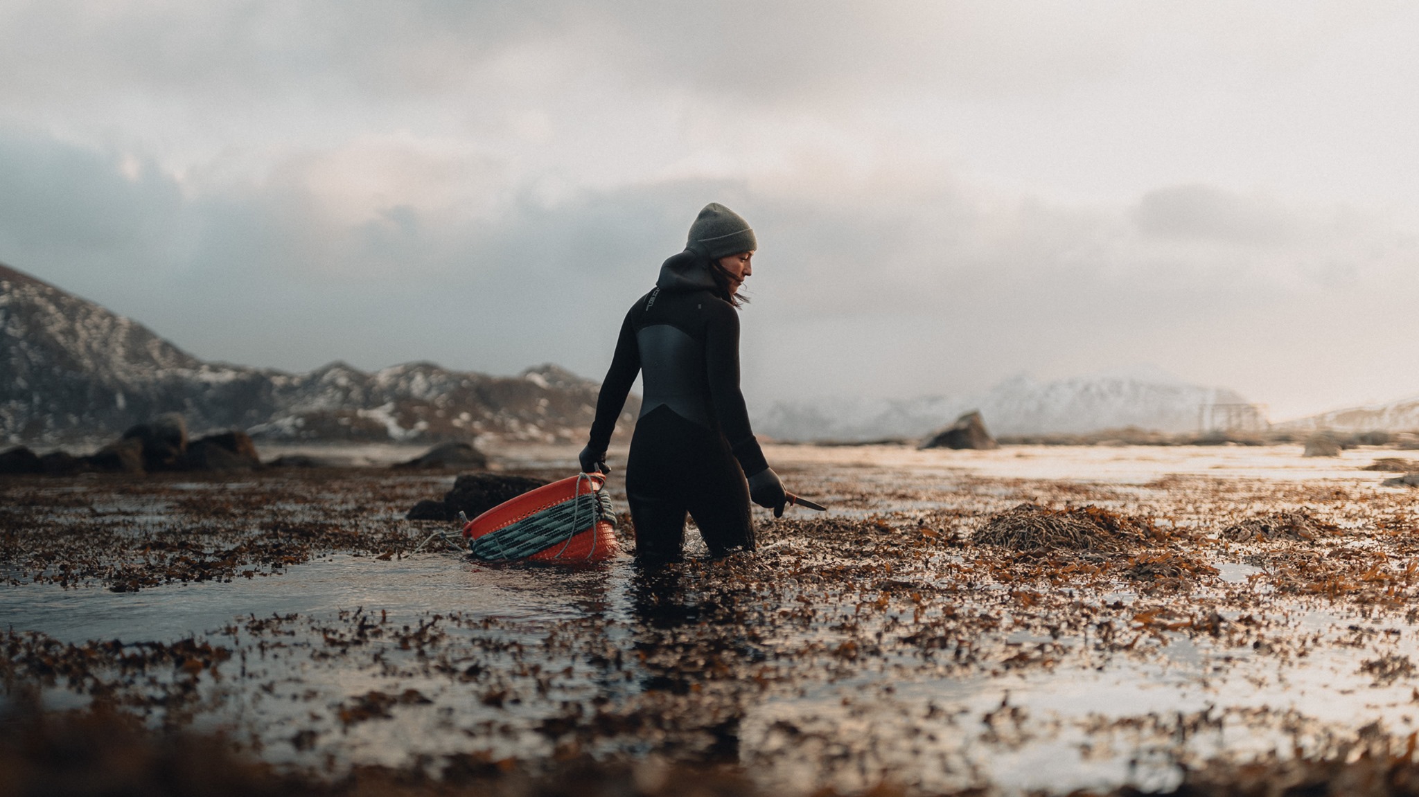 Lofoten Seaweed Company 