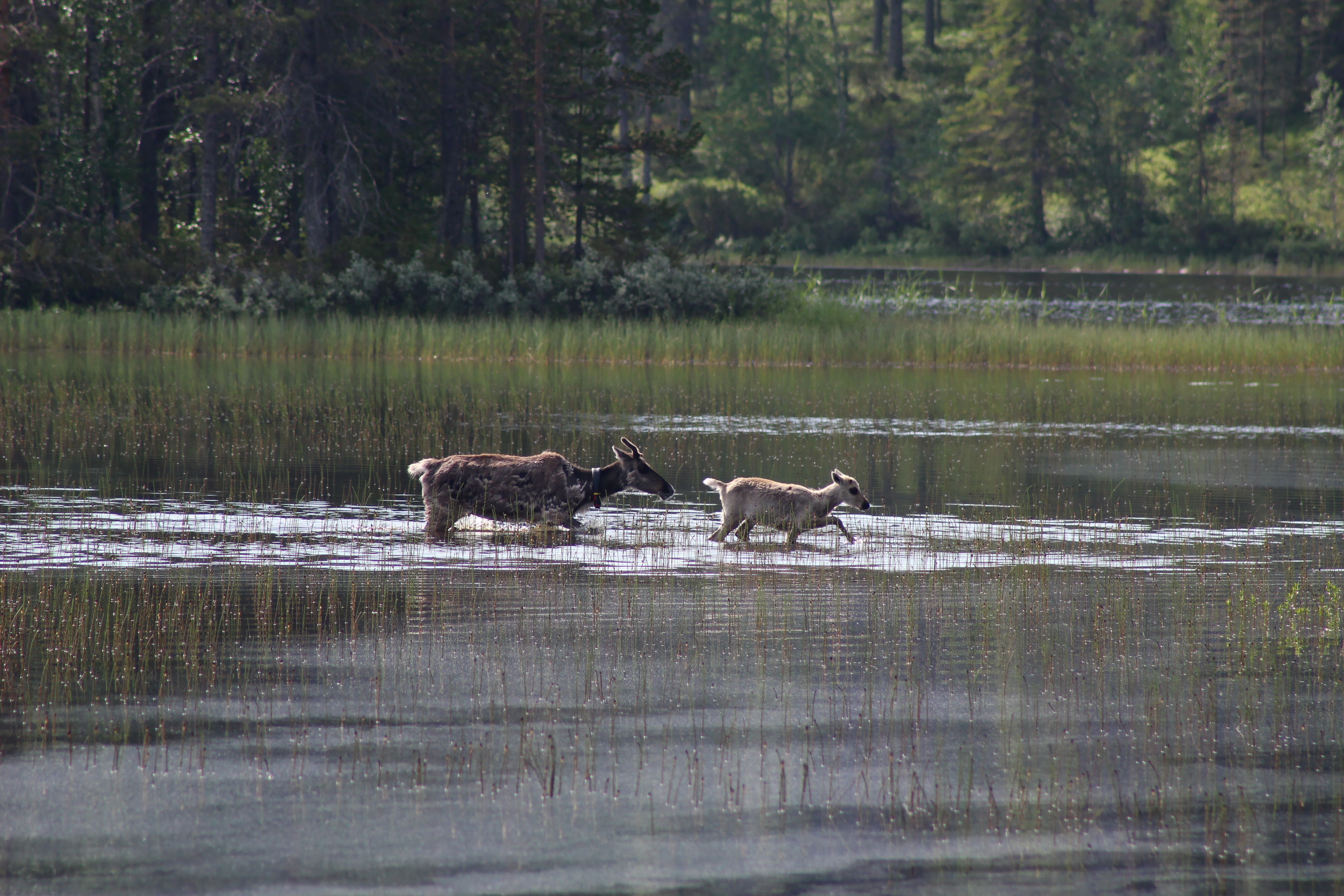 Deers Finland