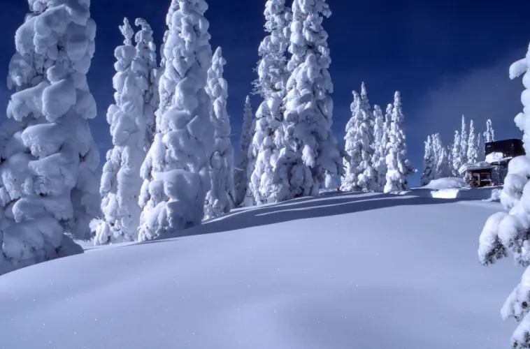 Finland Snow Forests