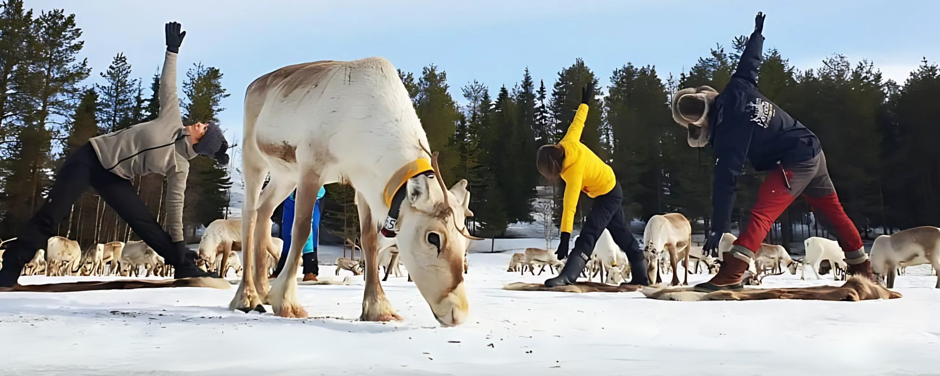 Website banner - Reindeer yoga - Kujala Reindeer Farm, Ruka Finland (1)