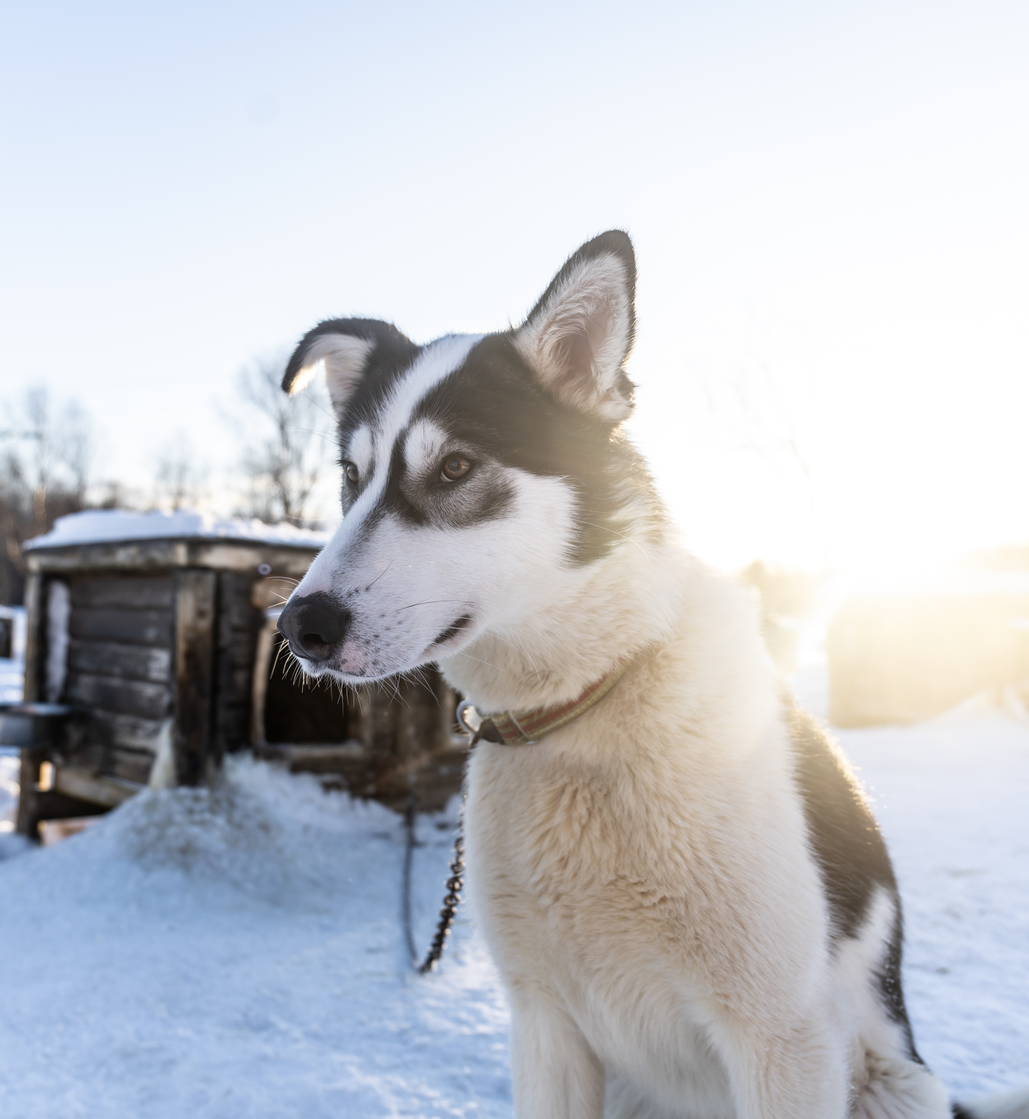 Husky- Lari Laasjärvi