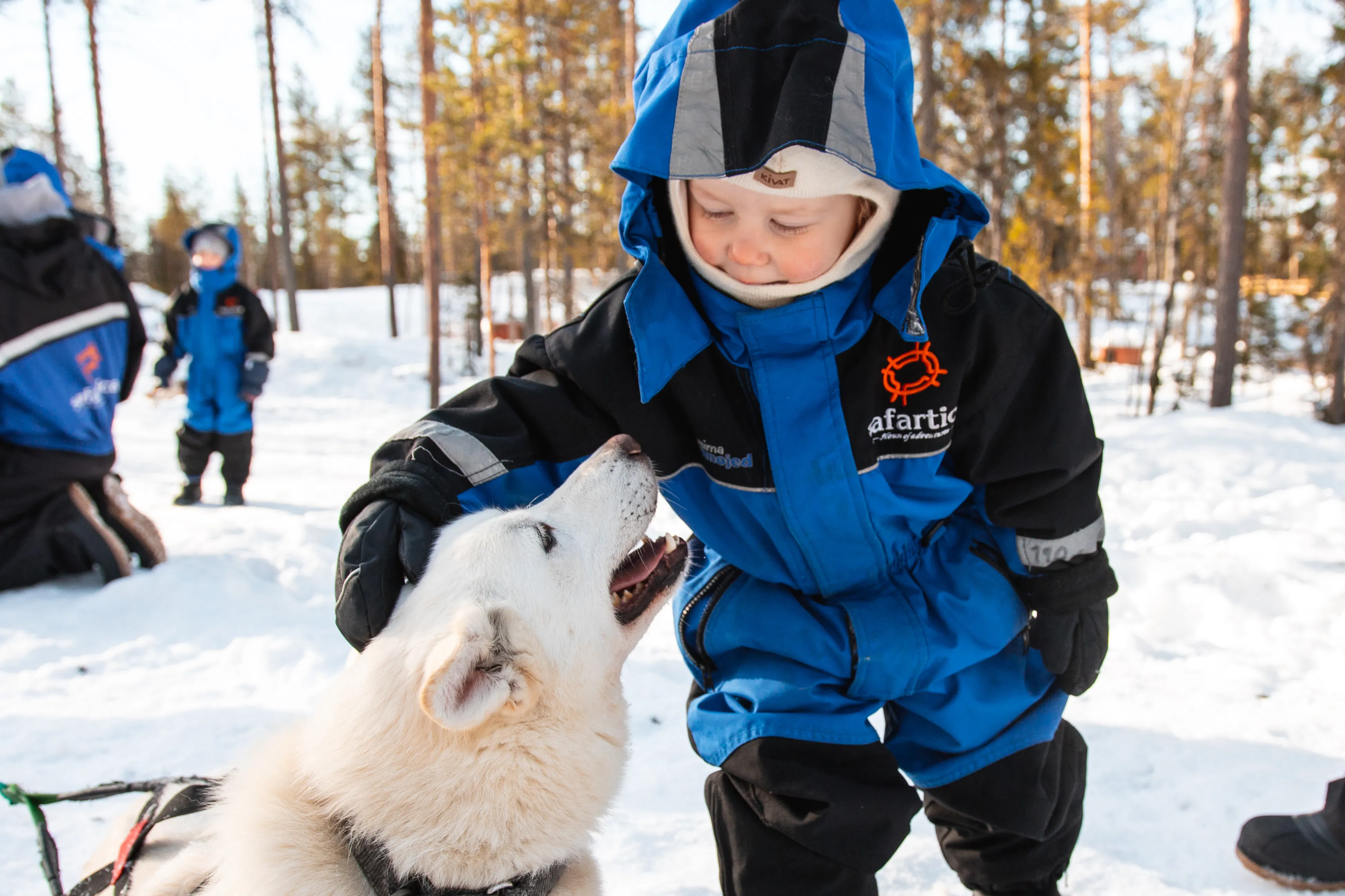 Husky - Safartica 